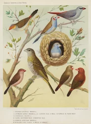 Oranje-wang Waxbill, Karmozijn Oor Waxbill of Cordon Bleu, Mannetje, Vrouwtje in Rietnest, Asgrauwe Waxbill, Jonge Saffraanvink 4 Maanden Oud, Gewone Afrikaanse Waxbill, Afrikaanse Vuurvink, Mannetje, Vrouwtje
